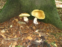 IMG_6974.jpg, 36kB